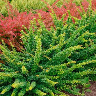 Berberys Thunberga Green ornament interface.image 13