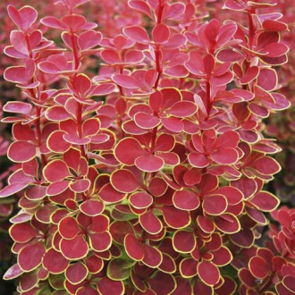 Berberys Thunberga Orange Sunrise PBR, С2 interface.image 14
