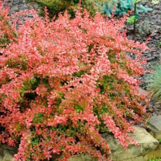 Berberys Thunberga Red Carpet interface.image 15