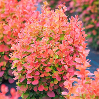 Berberys Thunberga Red Chief, P9 interface.image 2