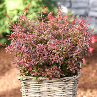 Berberys Thunberga Red Dream interface.image 2