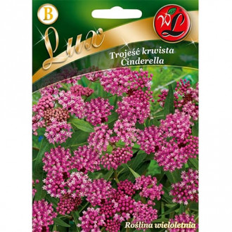 Iarba fluturilor Cinderella imagine 2