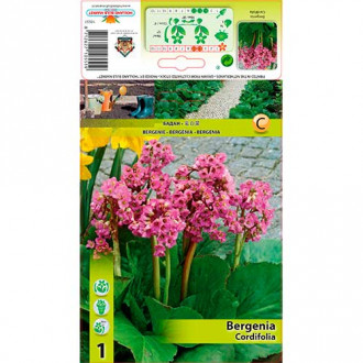 Bergenia sercowata interface.image 1