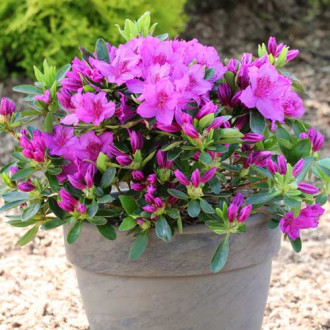 Azalee japoneza Konigstein, P9 imagine 2