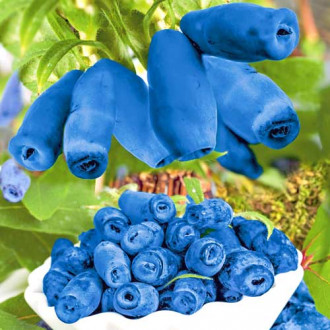 Afin siberian (Boabă de miere) Blue Velvet imagine 15