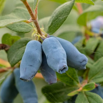 Afin siberian (Boabă de miere) Duet, P9 imagine 7