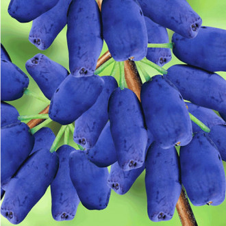 Afin siberian (Boabă de miere) Honey Blue imagine 16