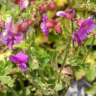Bodziszek korzeniasty (Geranium) Variegatum interface.image 9