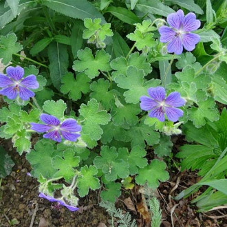 Bodziszek Renarda (Geranium) Philippe Vapelle interface.image 5