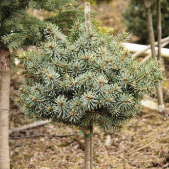 Бор Blue Ball, C4 изображение 6