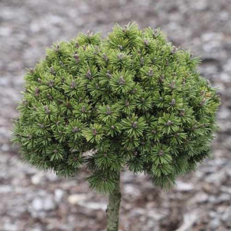 Бор хималайски Minikin, C5 изображение 8