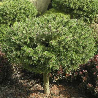 Бор хималайски Paradekissen, C4 изображение 9