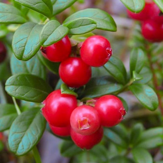 Боровинка червена Runo Bielawskie изображение 14