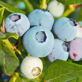 Боровинка синя Chanticleer изображение 10