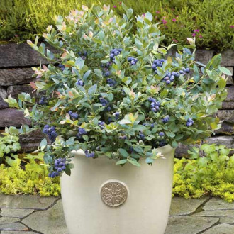 Боровинка синя Goldtraube, С6 изображение 16