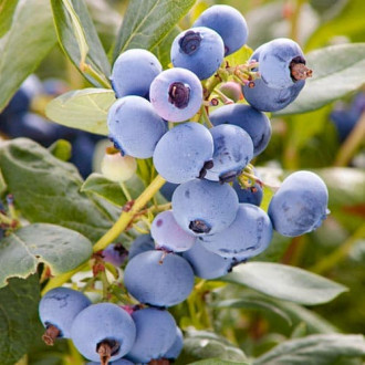 Боровинка синя Meader изображение 14