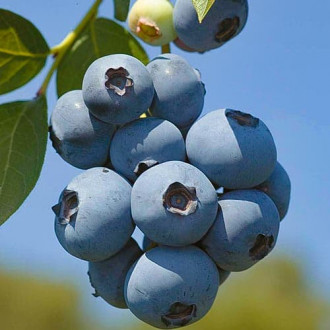 Боровинка синя Polaris изображение 6