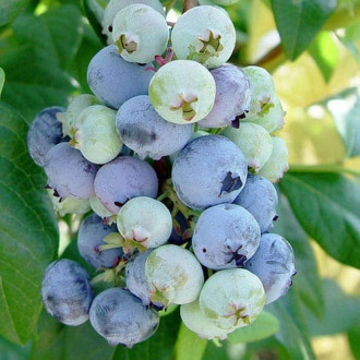 Боровинка синя Rubel изображение 12