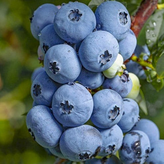 Боровинка синя Sierra изображение 7