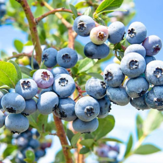 Боровинка синя Sweetheart, P9 изображение 15