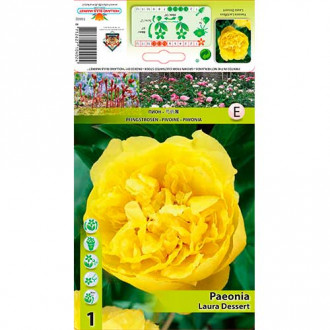 Божур Laura Dessert изображение 9