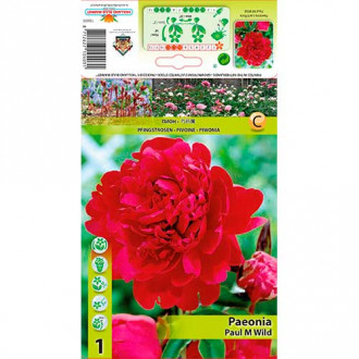 Божур Paul m Wild изображение 13