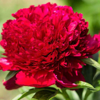 Божур Red Charm изображение 16