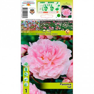 Божур Taff изображение 12