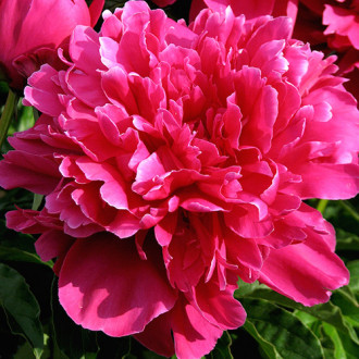 Божур Victoire de la Marne изображение 14