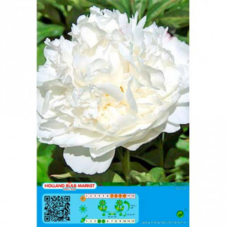 Божур White изображение 14