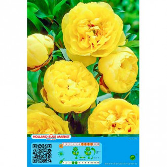 Божур Yellow изображение 4