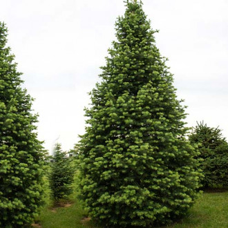 Brad caucazian Ambolouri Tlugi imagine 5