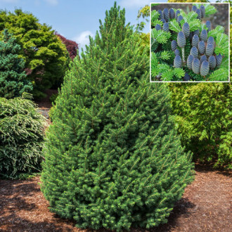 Brad Corean imagine 6