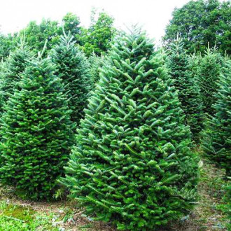 Brad fraseri imagine 4