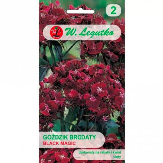 Брадат карамфил Black Magic Legutko изображение 14