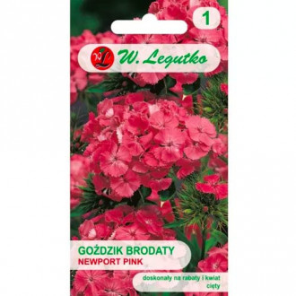 Брадат карамфил Newport Pink Legutko изображение 2