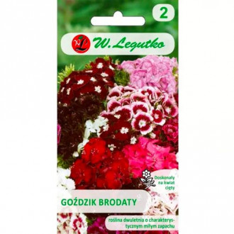 Брадат карамфил, смес Legutko изображение 3