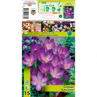 Brândușe Ruby Giant imagine 8