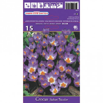 Brândușe Sieberi Tricolor imagine 6