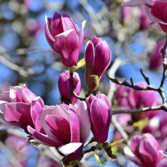 Magnolia Cameo PBR, С5 interface.image 11