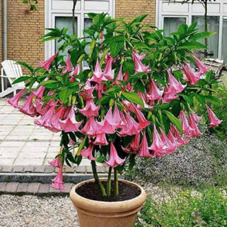 Brugmansia Angel's Pink interface.image 5