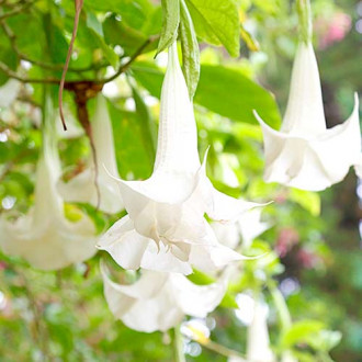 Brugmansia Angel's White interface.image 7