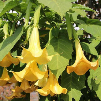 Brugmansia Angel's Yellow interface.image 9