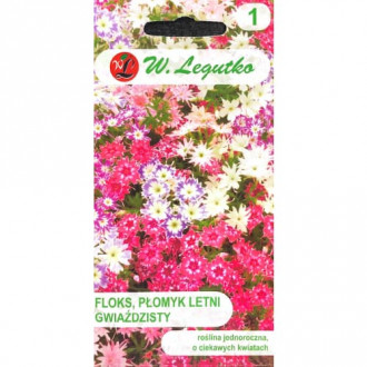 Brumărele de grădină stelate, mix multicolor imagine 5