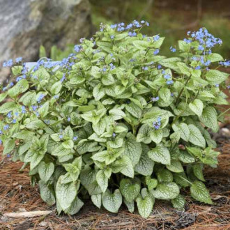 Brunnera Silver Heart, C3 imagine 3