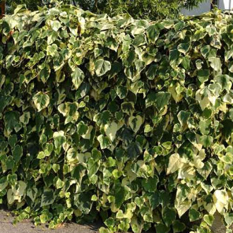 Бръшлян Gloire de Marengo изображение 3