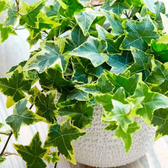 Бръшлян Golden Child изображение 4