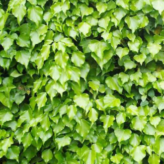 Бръшлян Green Ripple изображение 12