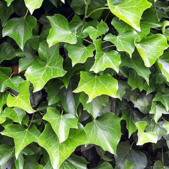 Бръшлян hibernica, P9 изображение 2