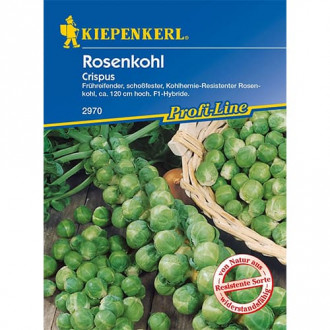 Брюкселско зеле Crispus, F1 изображение 6